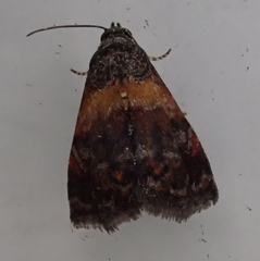 Tripudia balteata