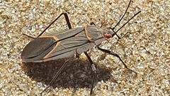 Leptocoris amictus