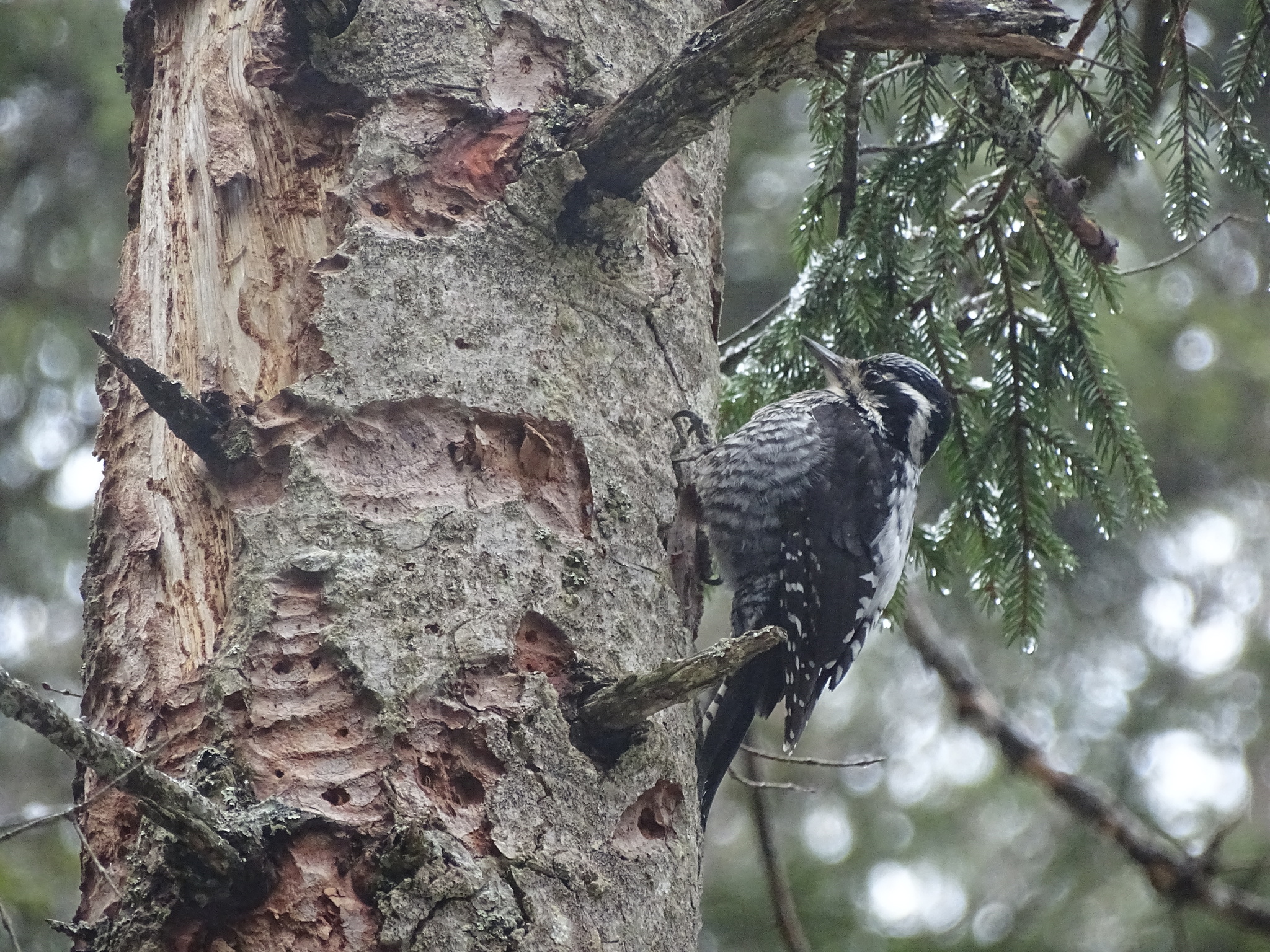 Eurasian Three-toed Woodpecker