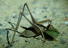 Thyreonotus corsicus