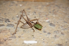Thyreonotus corsicus