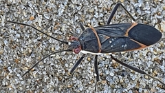 Leptocoris amictus