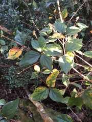 Rhododendron mariesii