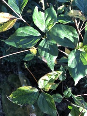 Rhododendron mariesii