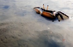 Macrophthalmus banzai