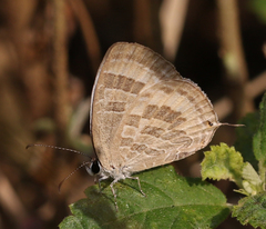 Jamides celeno celeno