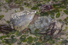 Cymbiola nobilis
