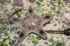 Goniodiscaster scaber