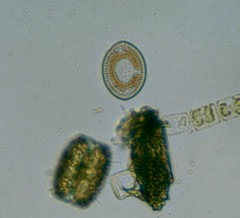 Cocconeis