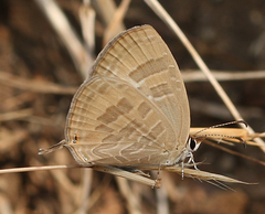 Jamides celeno celeno