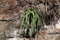 Agave vilmoriniana