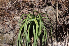 Agave vilmoriniana