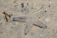 Astropecten indicus