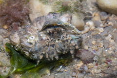 Pseudopaguristes monoporus