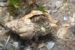 Pseudopaguristes monoporus