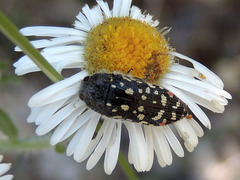 Acmaeodera rubronotata