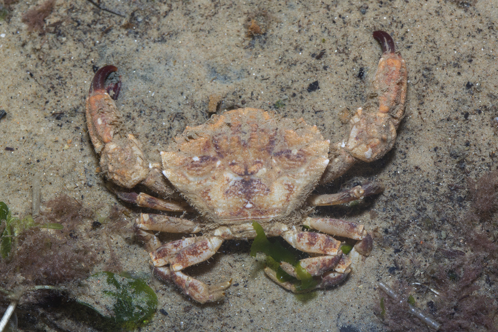 Medaeops