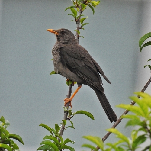 Chiguanco Thrush (Turdus chiguanco), photo 6