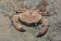 Medaeops granulosus