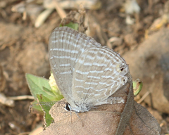 Jamides celeno celeno