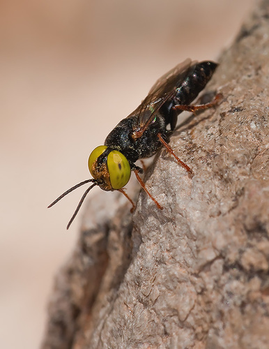 Representative image of Tachysphex