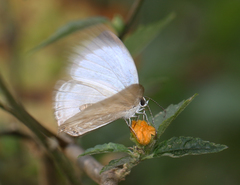 Jamides celeno celeno