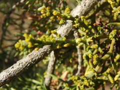 Arceuthobium oxycedri