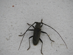 Susuacanga stigmatica