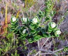 Pimelea nivea
