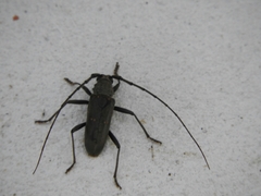 Susuacanga stigmatica