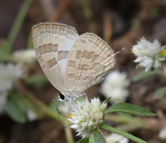 Jamides celeno celeno