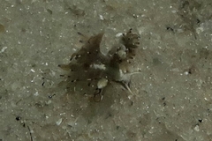 Thecacera boyla
