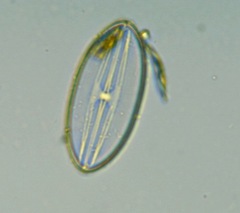 Bacillariophycidae