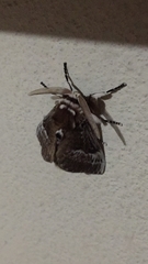 Lepidoptera