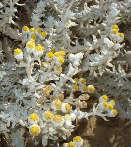 Achillea maritima subsp. maritima image
