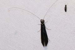 Mystacides azureus