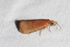 Celypha rufana