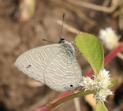 Prosotas nora ardates