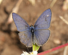 Prosotas nora ardates