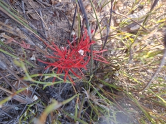 Oxalis polyphylla pentaphylla