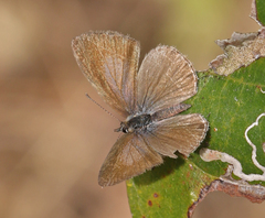 Prosotas nora ardates