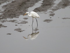 Ardea alba