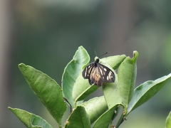Actinote guatemalena