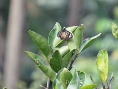 Actinote guatemalena