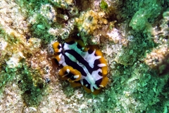 Pseudoceros scriptus