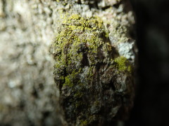 Candelariella xanthostigma