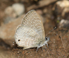 Prosotas nora ardates