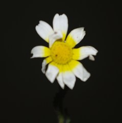 Cladanthus mixtus