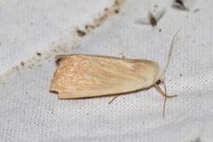 Arenostola phragmitidis