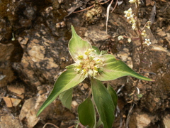 Euphorbia schiedeana